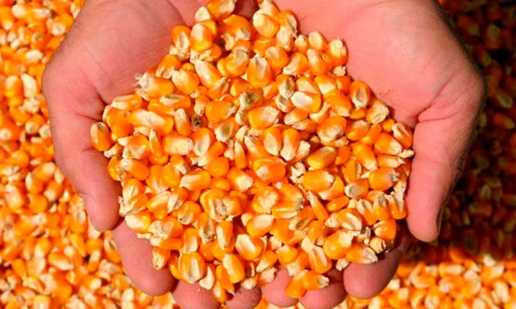 Agricultor com um punhado de grãos de milho nas mãos
