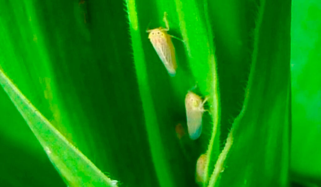 O inseto na planta de milho