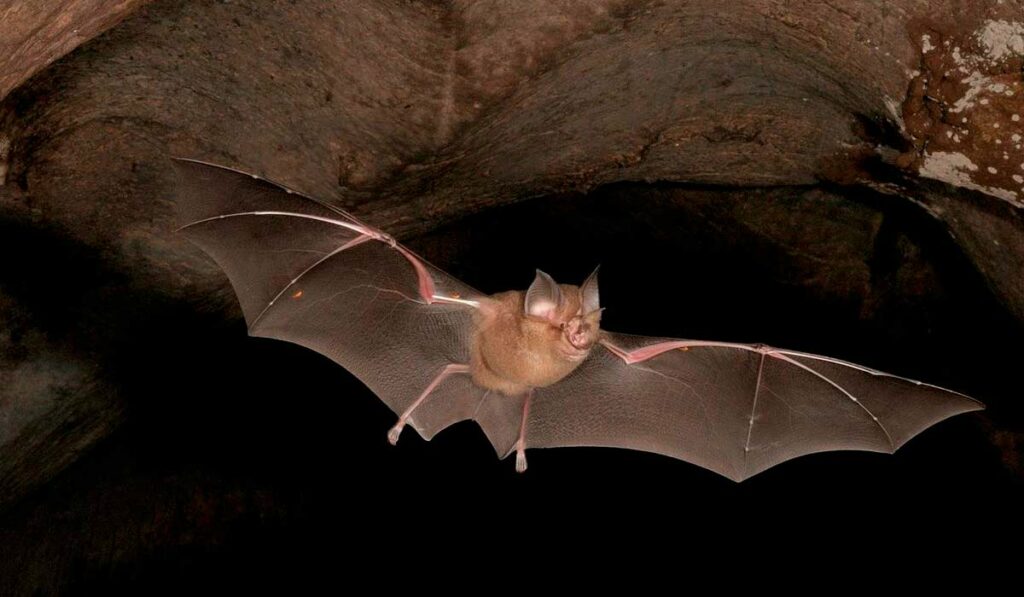 Morcego em voo