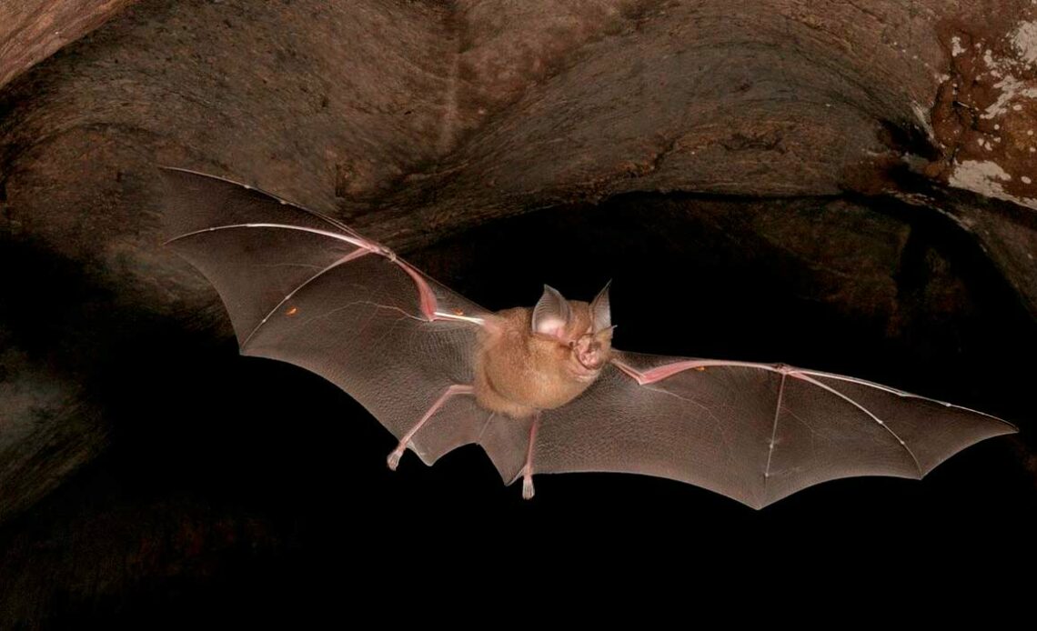Morcego em voo