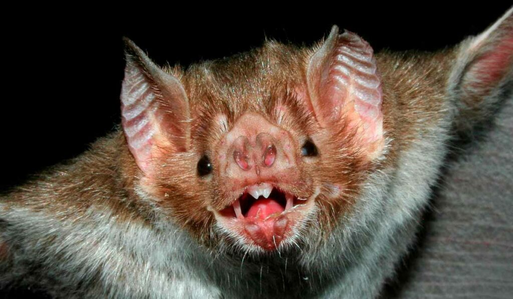 Morcego hematófago (Desmodus rotundus) - Foto: Roberto L.M. Novaes