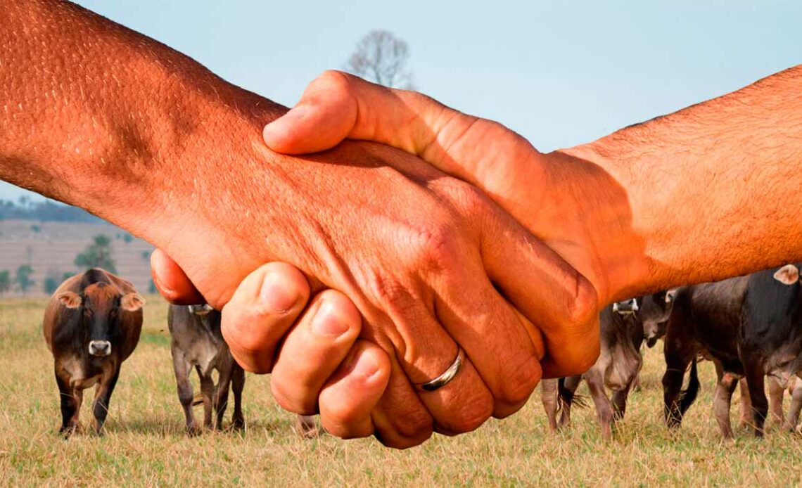 Negociando o gado com aperto de mão