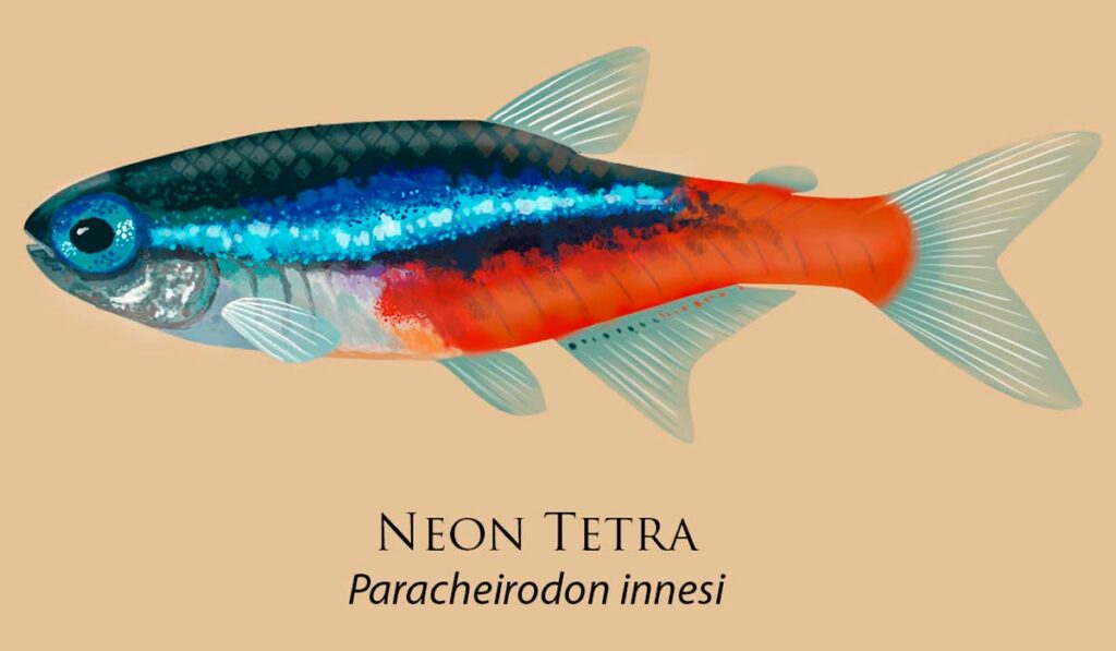Neon verdadeiro (Paracheirodon innesi)