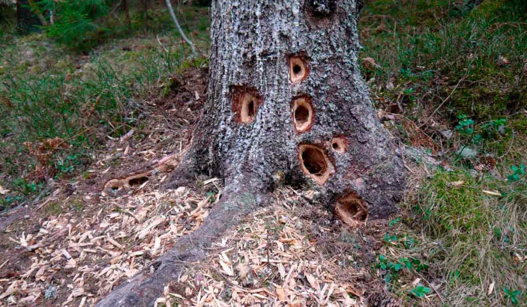 Base de uma árvore com buracos feitos por pica paus