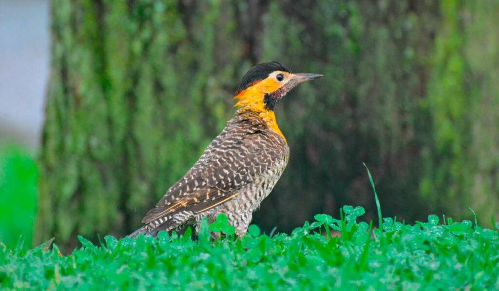 Pica pau do campo (Colaptes campestris)