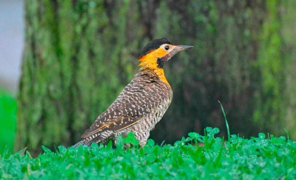 Pica pau do campo (Colaptes campestris)