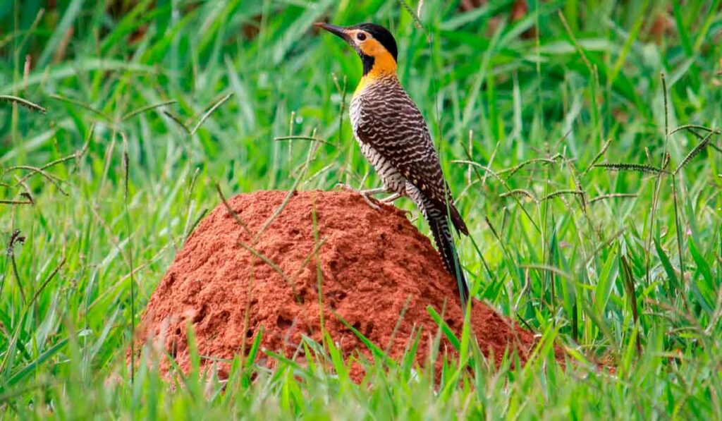 Pica pau do campo no cupinzeiro