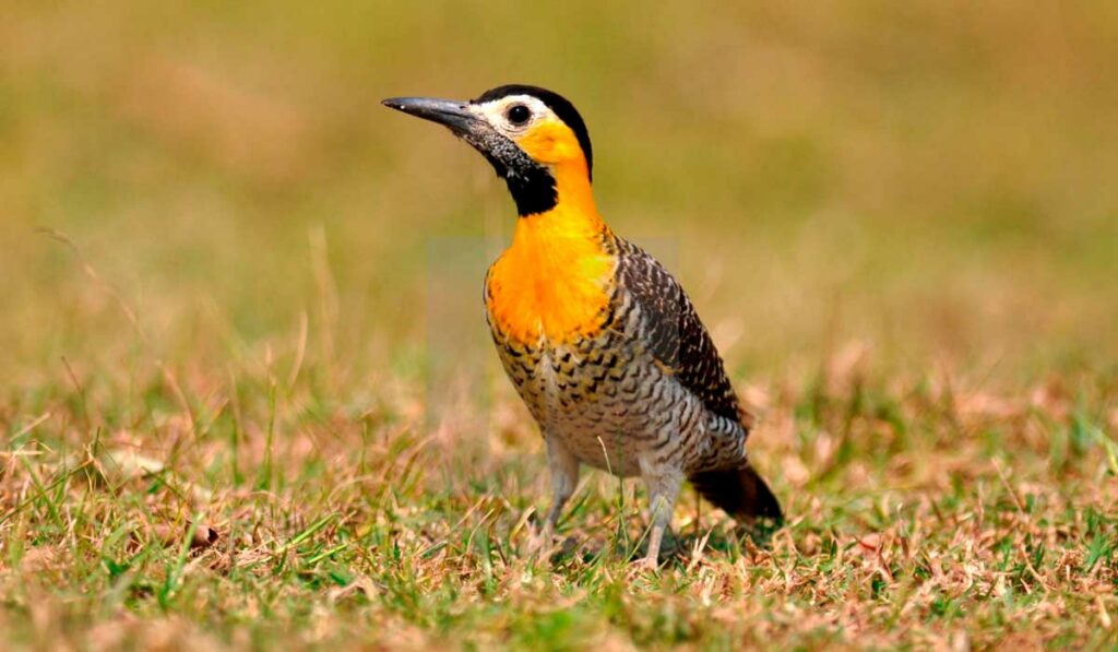 Pica pau do campo (Colaptes campestris)