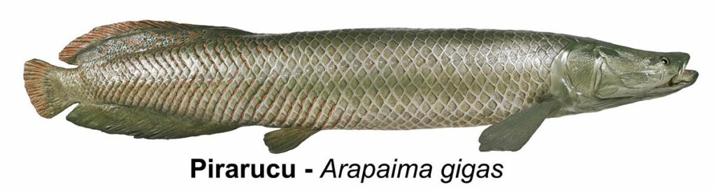 Pirarucu (Arapaima gigas)