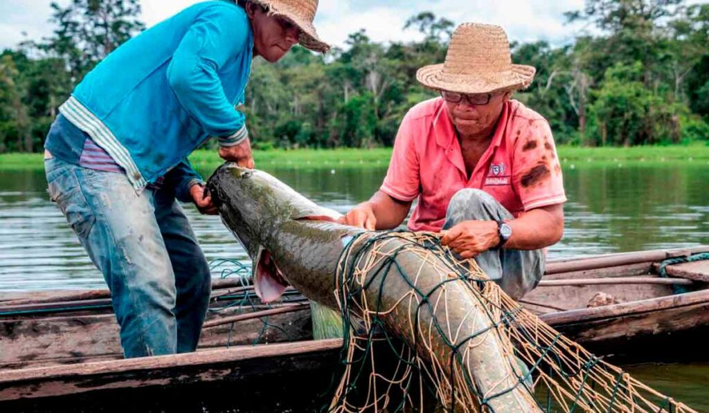 Pescadores colocando um pirarucu no barco