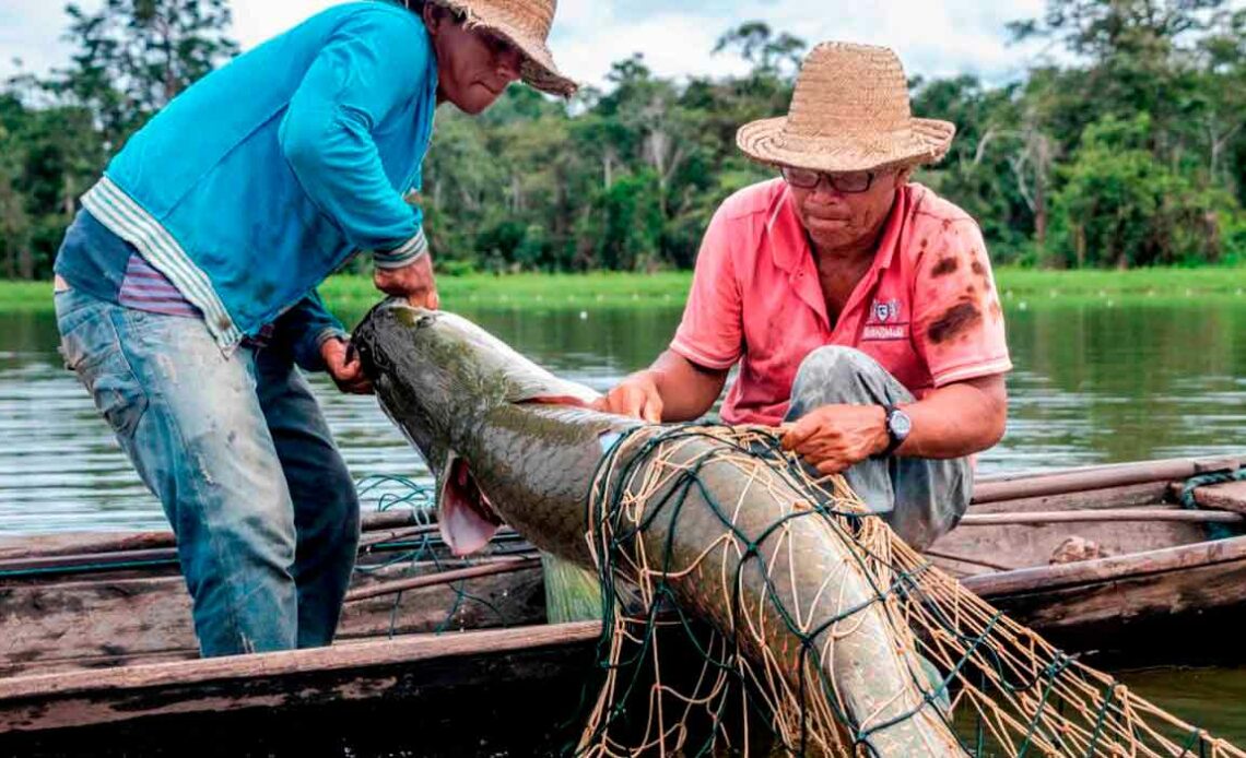 Pescadores colocando um pirarucu no barco