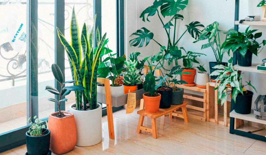 Plantas de interior