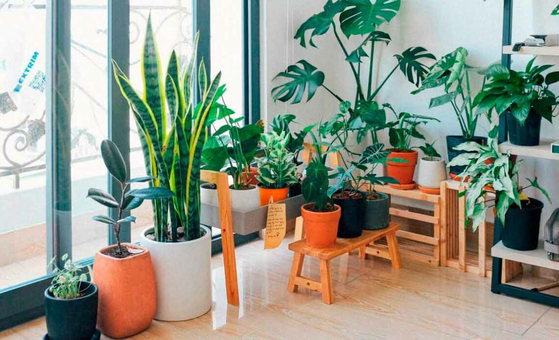 Plantas de interior