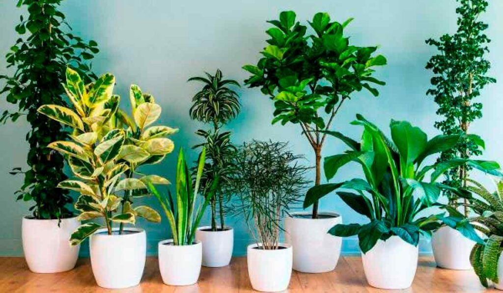 Plantas de interior