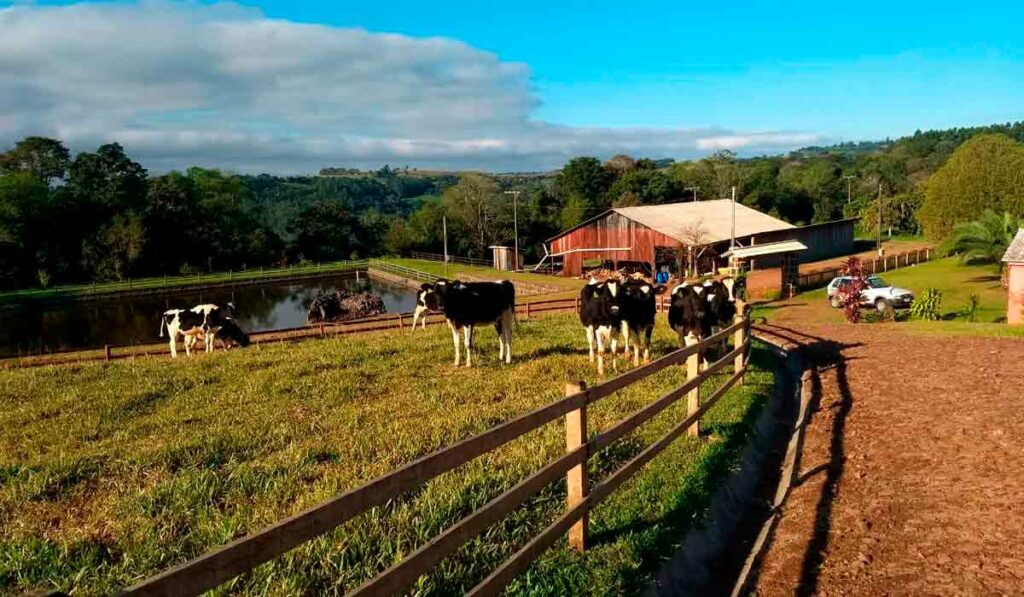 Vacas de leite no piquete