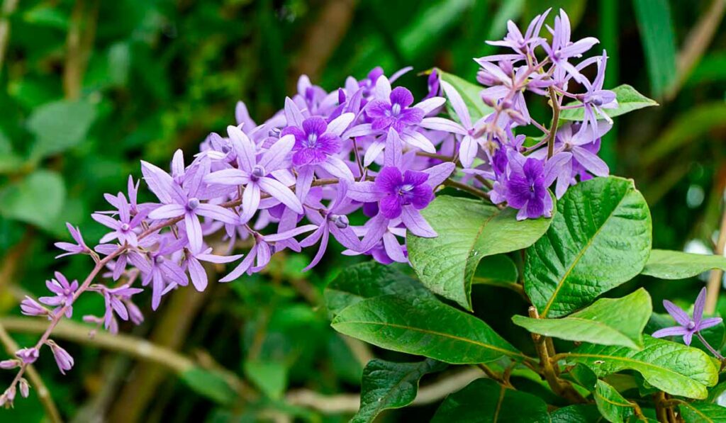 Viuvinha (Petrea subserrata)