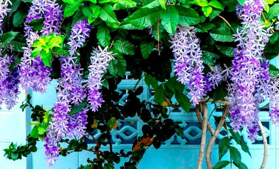 Viuvinha (Petrea subserrata)