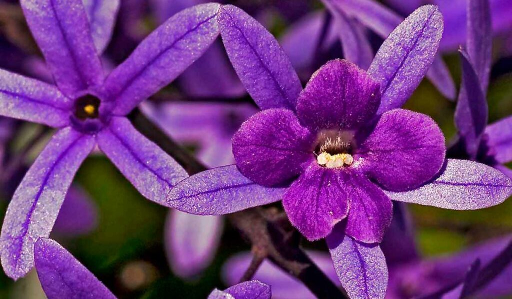 Viuvinha (Petrea subserrata)