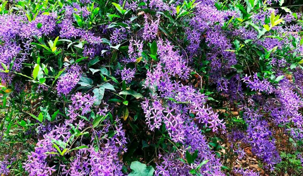 Viuvinha (Petrea subserrata)