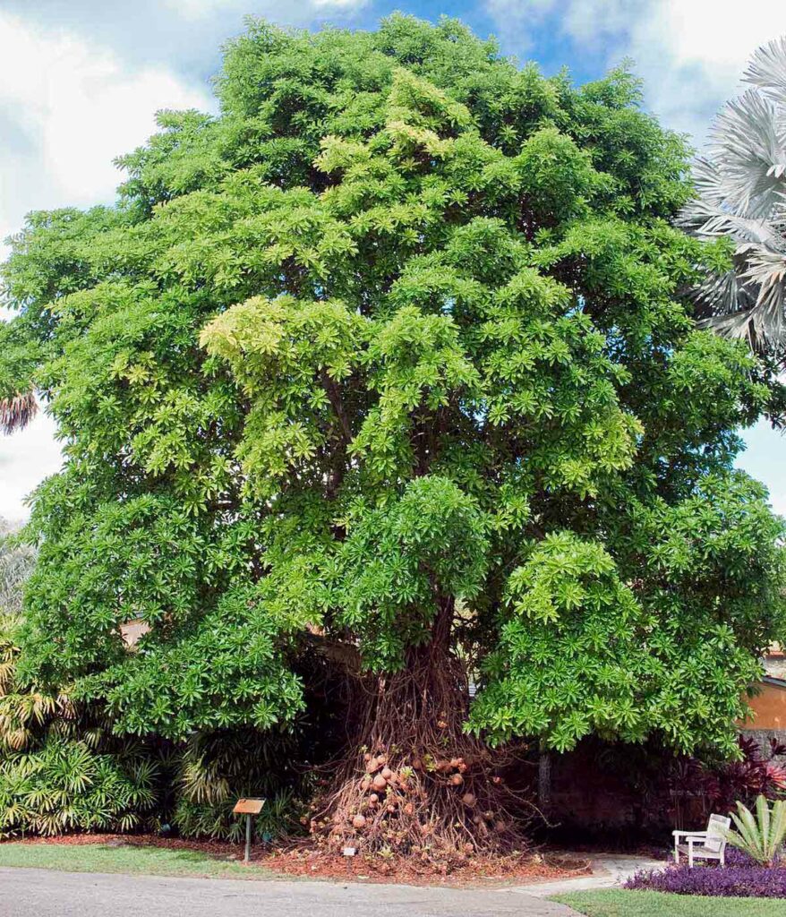 Abricó de macaco (Couroupita guianensis)