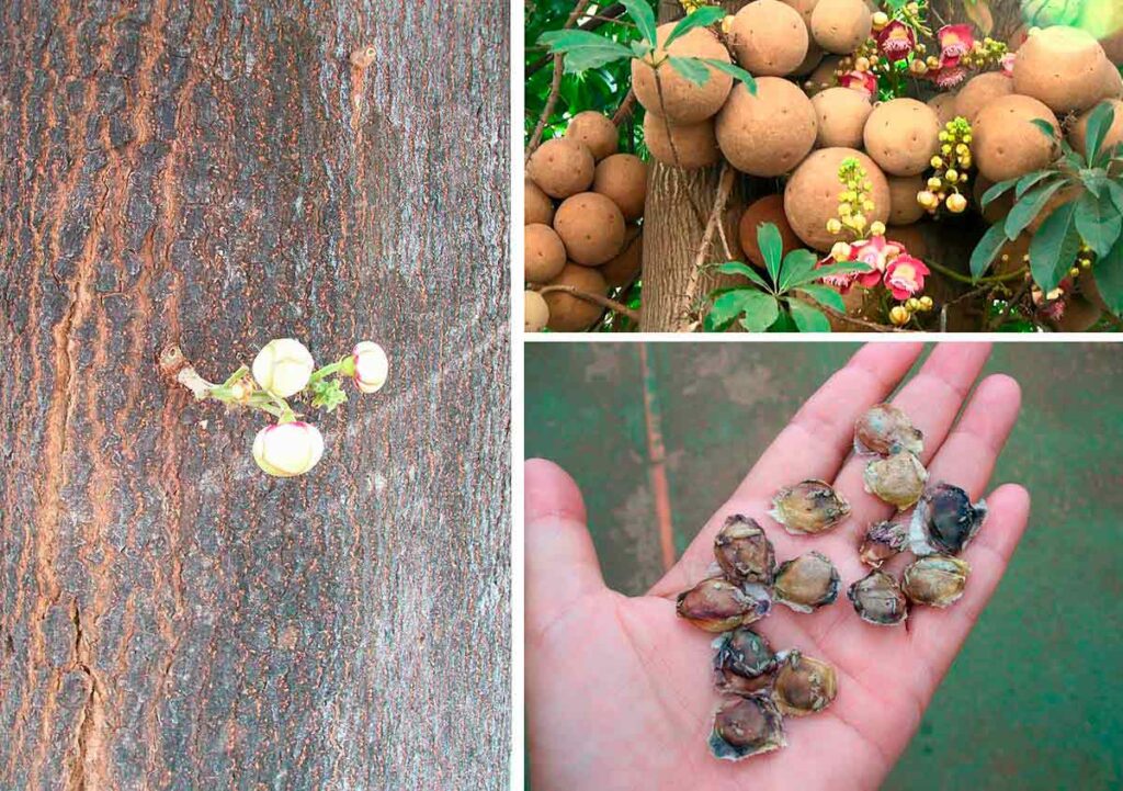 Tronco e casca, frutos (balas de canhão) e sementes do abricó de macaco (Couroupita guianensis)