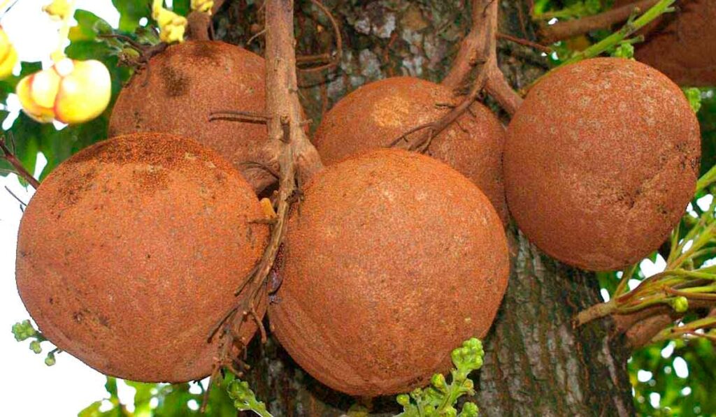 Frutos (balas de canhão) do abricó de macaco (Couroupita guianensis)