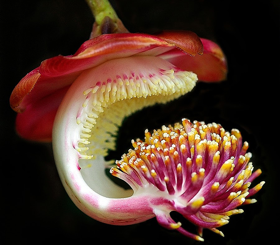 Detalhe da flor do abricó de macaco (Couroupita guianensis)