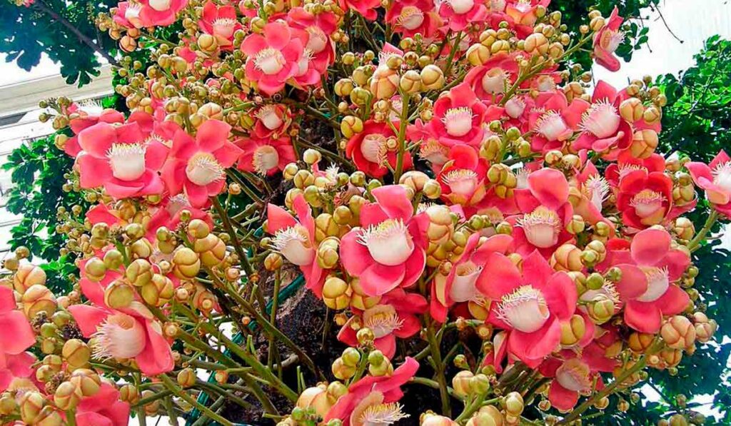 Floração do abricó de macaco (Couroupita guianensis)