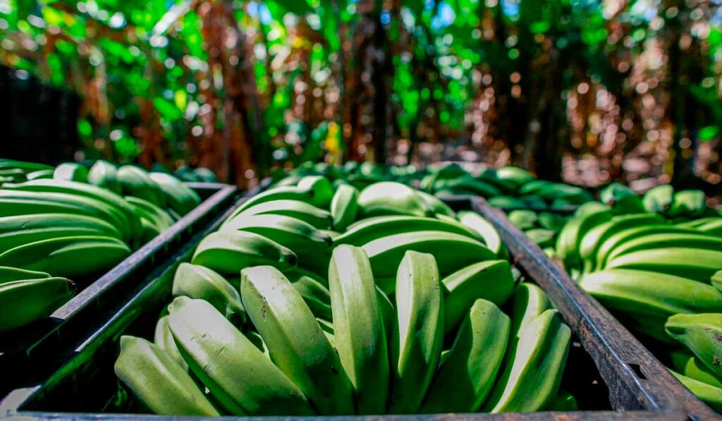 Bananas embaladas para transporte