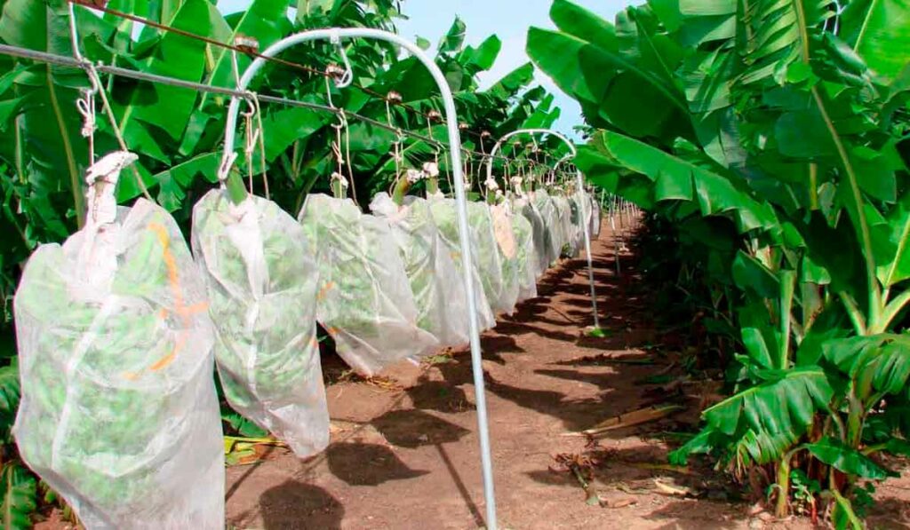 Sistema de transporte de cachos na colheita mecanizada da banana