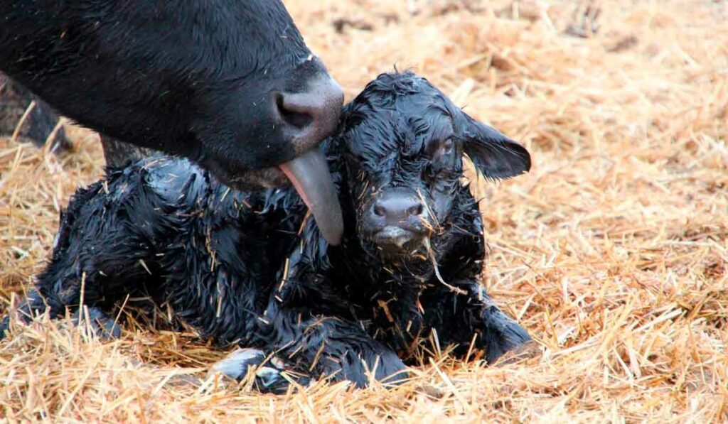 Bezerro recem nascido recebendo os cuidados da vaca