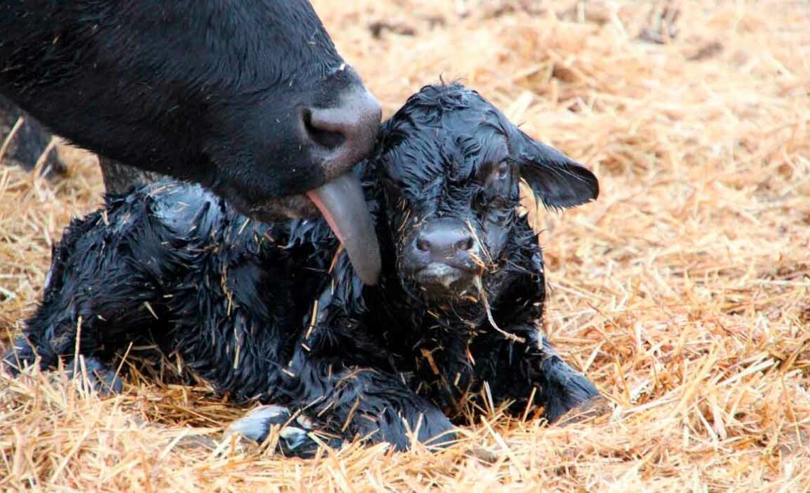 Bezerro recem nascido recebendo os cuidados da vaca
