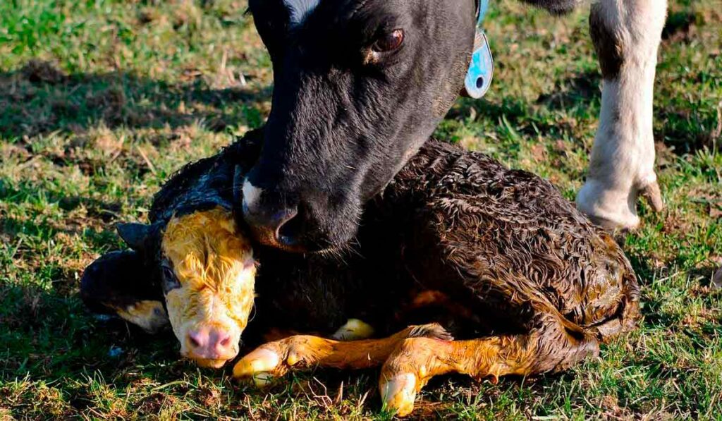 Vaca limpando seu bezerro recém nascido