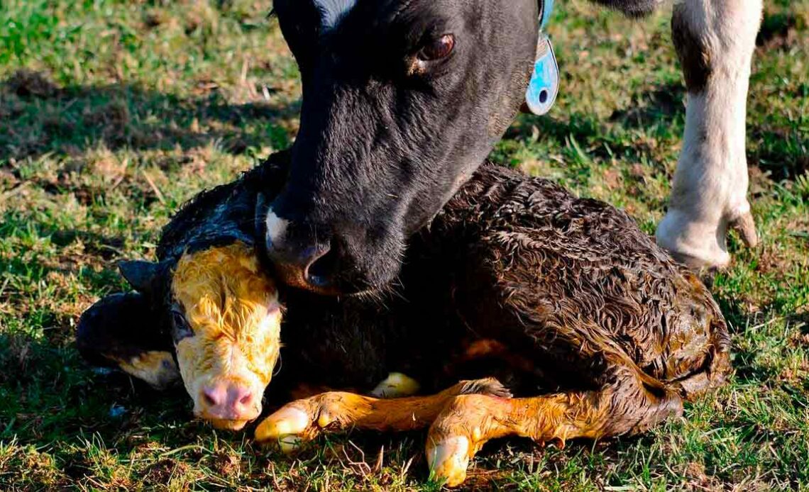 Vaca limpando seu bezerro recém nascido