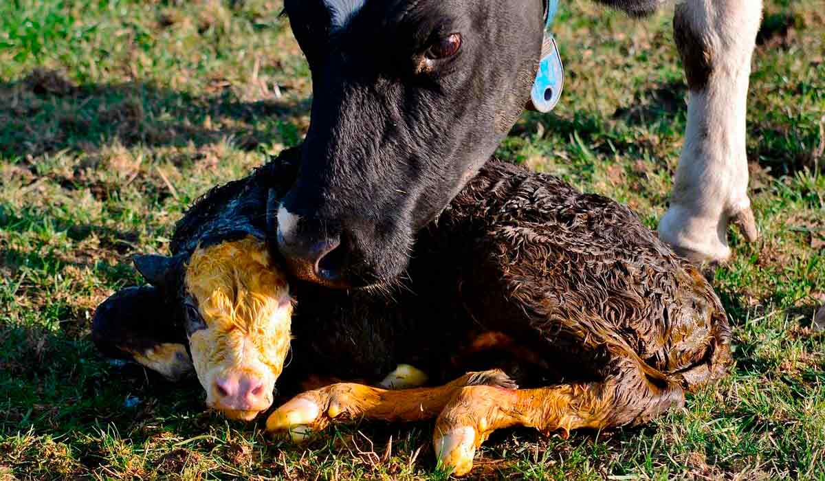Vaca limpando seu bezerro recém nascido