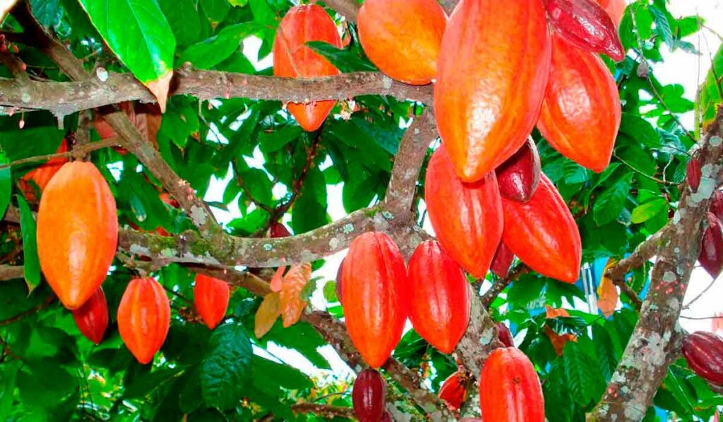 Frutos do cacaueiro no pé