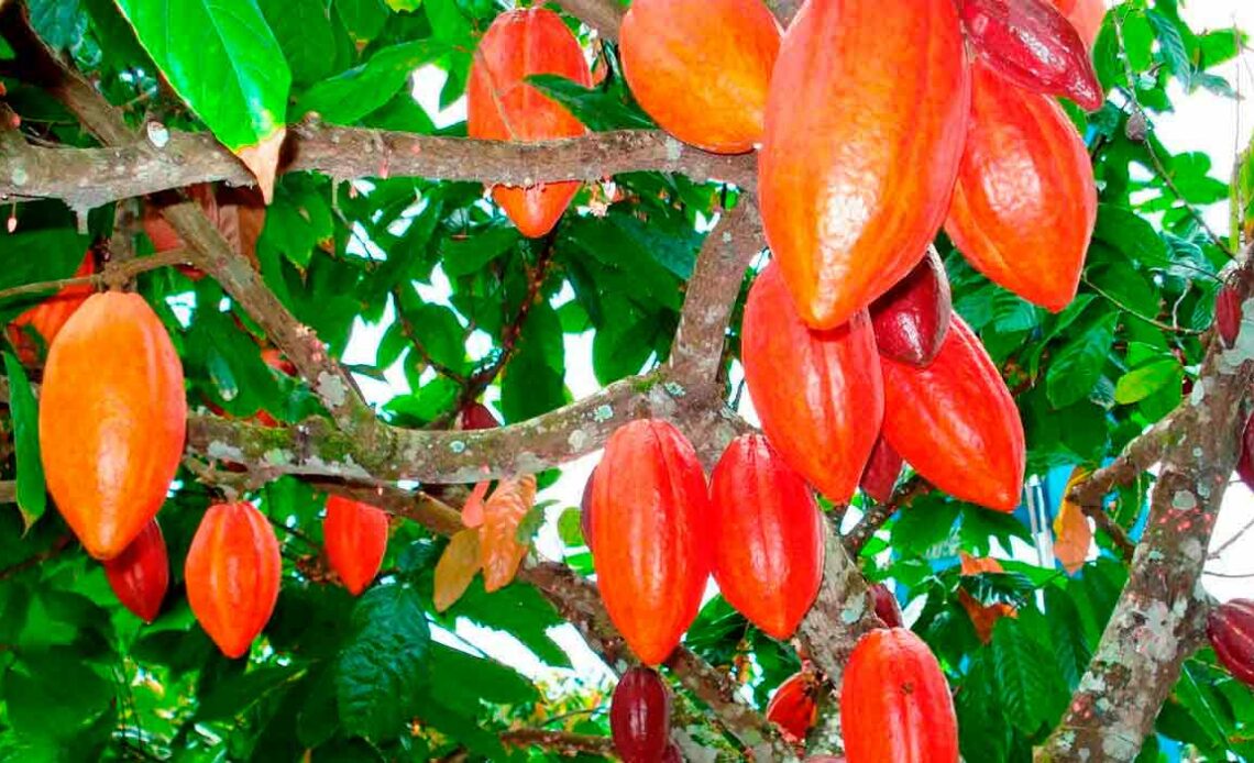 Frutos do cacaueiro no pé