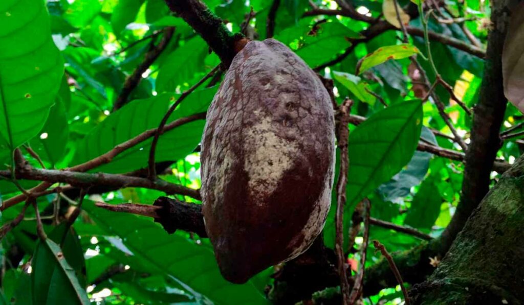 Fruto com a monilíase do cacaueiro, causada pelo fungo Moniliophthora roreri