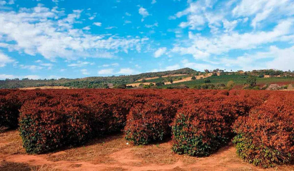 Cafezal atingido pela geada