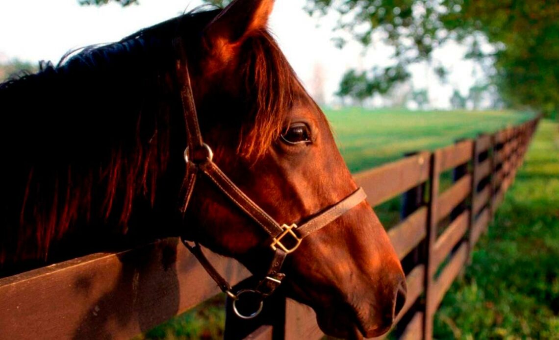 Cavalo no piquete