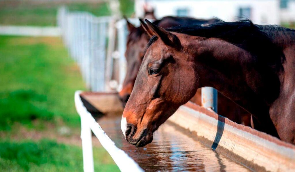 Cavalo bebendo água