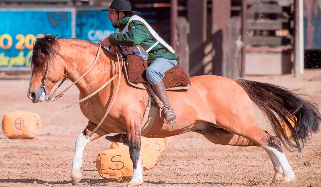 Campana Vicuña se sagrou como vencedora da classificatória Gaúcha Sul Foto: Felipe Ulbrich