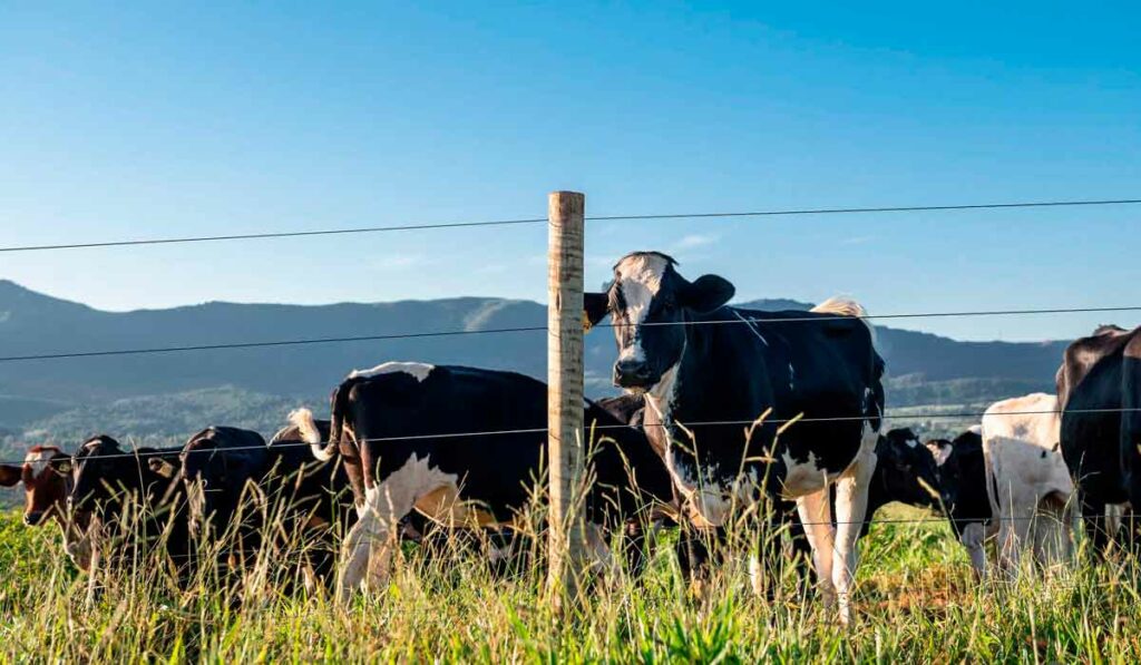 Cerca com vacas ao fundo