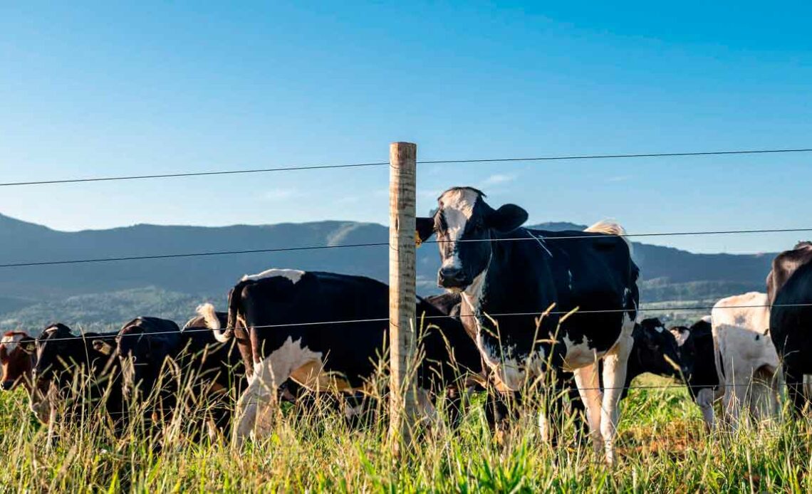 Cerca com vacas ao fundo