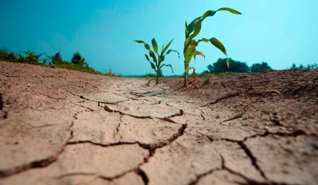 Lavoura de milho totalmente destruída pela estiagem severa - Agronegócio comprometido diretamente com as mudanças climáticas