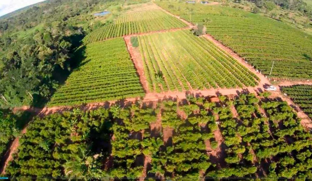 Vista aérea de campo experimental