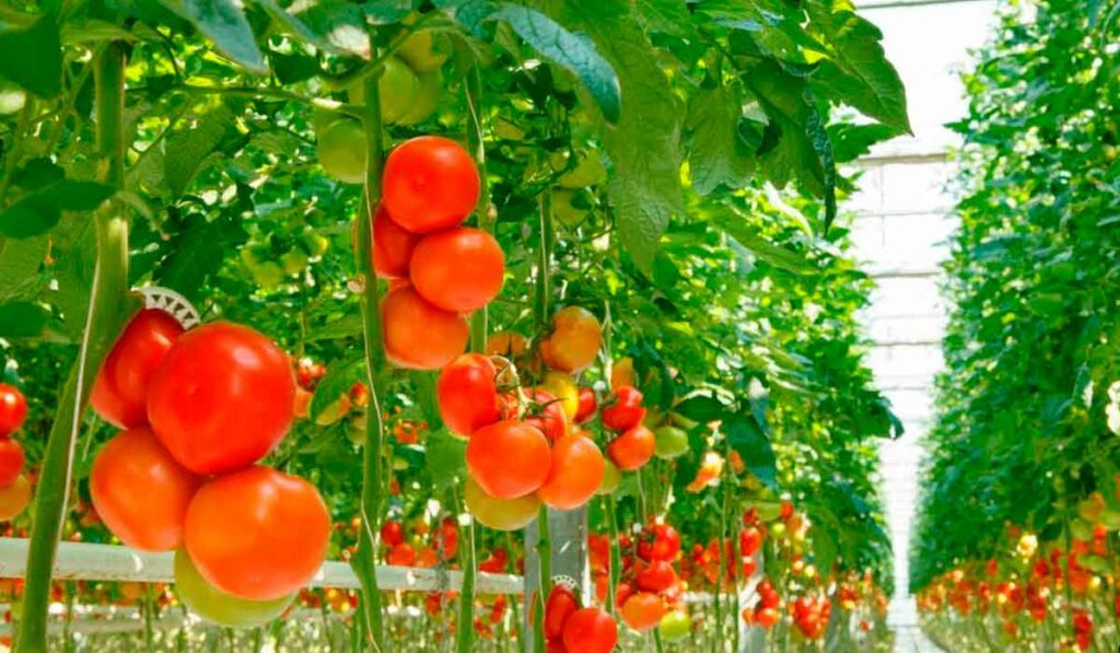 Cultivo protegido de tomates