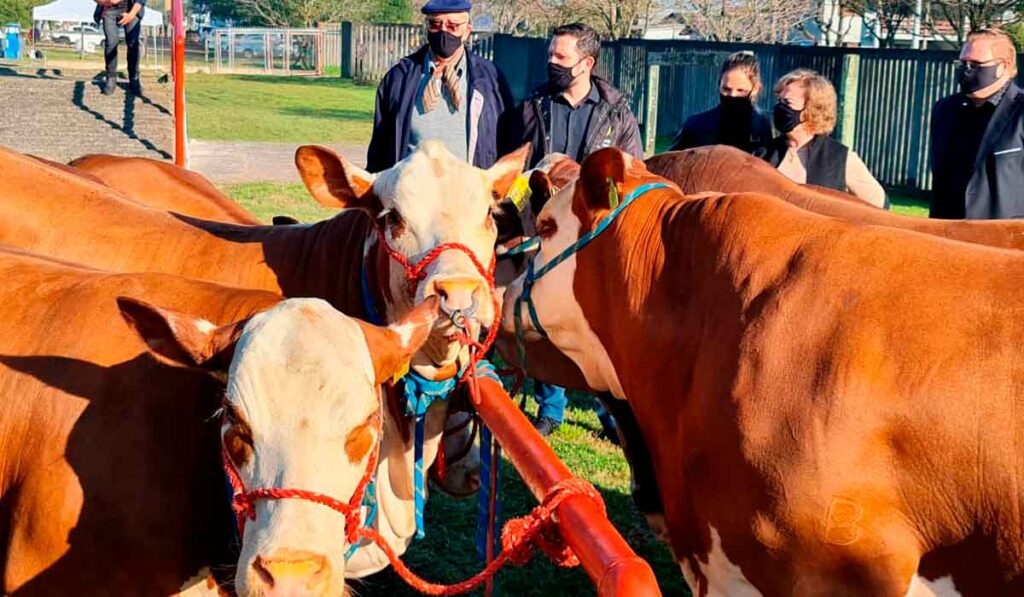 Animais chegando ao Parque de Exposições Assis Brasil, Esteio/RS