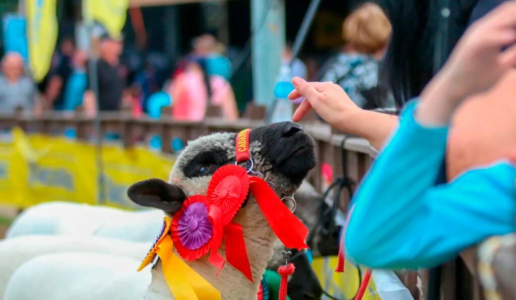 Ovino premiado na feira