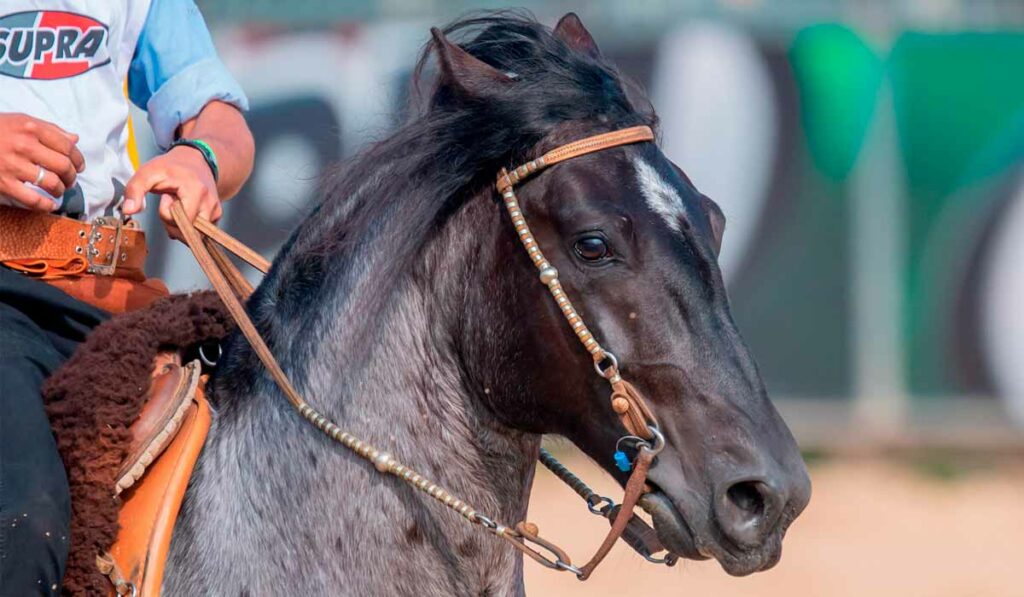 Cavalo crioulo em prova - Foto: Felipe Ulbrich/ABCCC